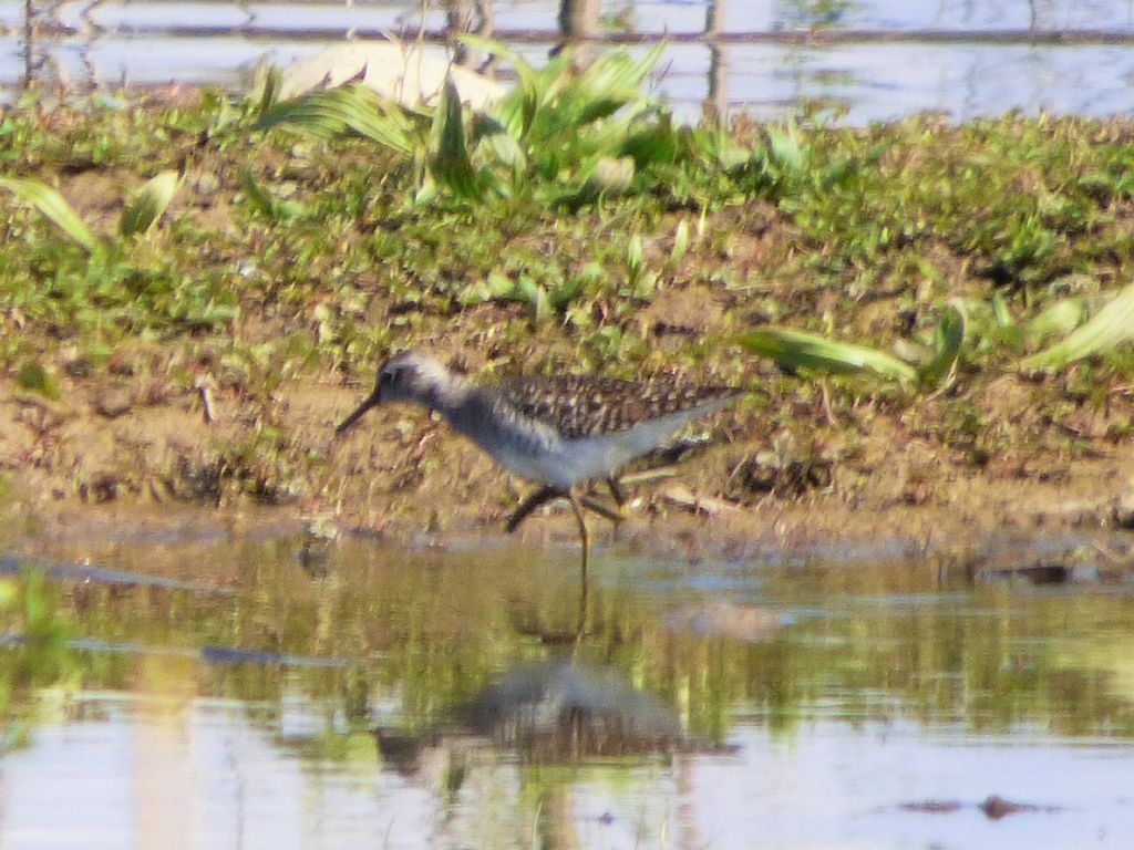 primi Piro piro boscherecci